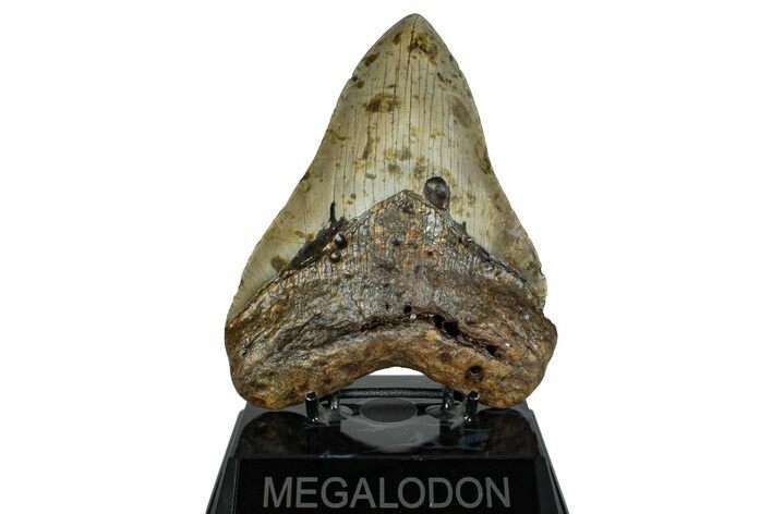 Huge, Fossil Megalodon Tooth - North Carolina #261096